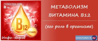 Метаболизм витамина В12