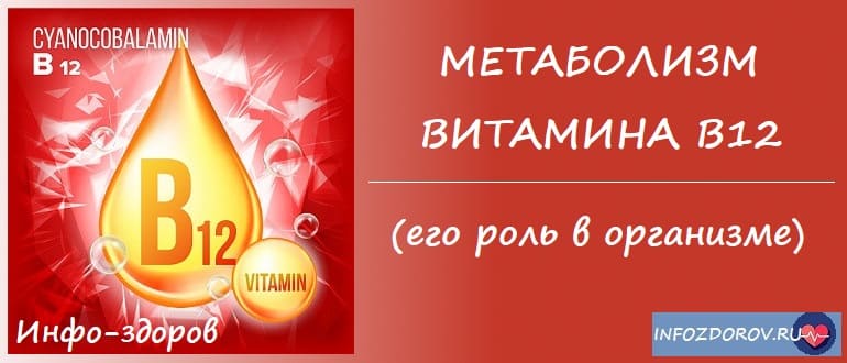 Метаболизм витамина В12